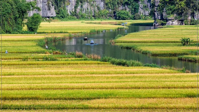 Dòng sông uốn lượn giữa cánh đồng lúa vàng cùng thuyền và núi đá vôi ở Tam Cốc, Ninh Bình.